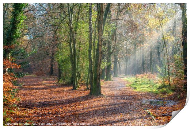 Autumn forest sunlight path Print by Azhar Fajurdeen