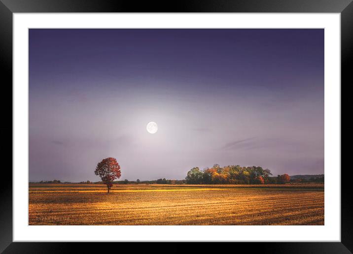 Lonely tree in the field beneath the moon  Framed Mounted Print by Dejan Travica