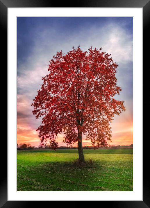 Lonely red tree Framed Mounted Print by Dejan Travica