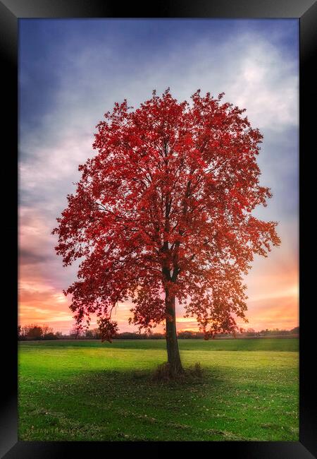 Lonely red tree Framed Print by Dejan Travica