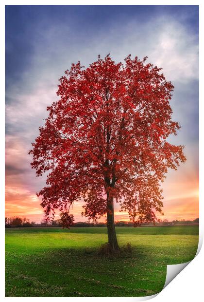 Lonely red tree Print by Dejan Travica