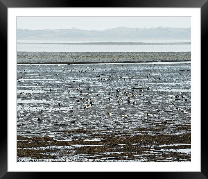 Winter Brent Geese, Strangford Lough Framed Mounted Print by Jane McIlroy