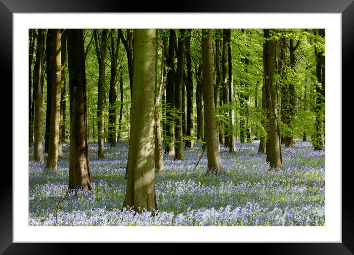 Plant tree Framed Mounted Print by Simon Johnson