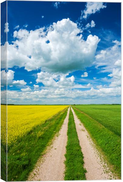 country back road Canvas Print by Dave Reede