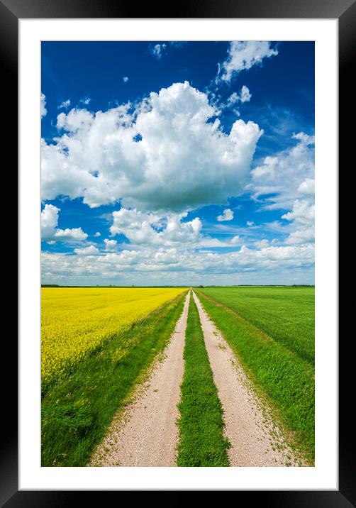 country back road Framed Mounted Print by Dave Reede
