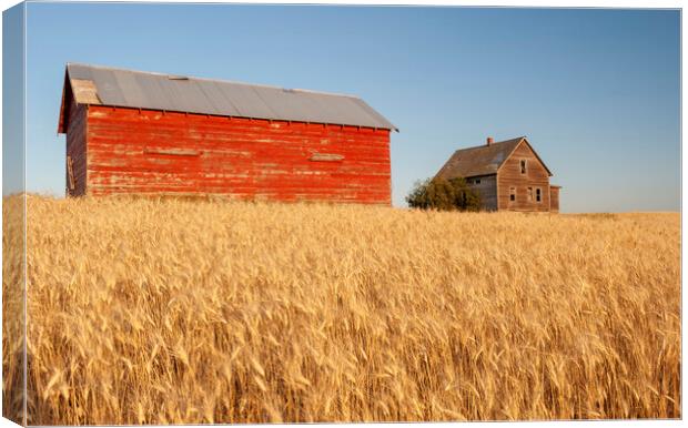 abandoned farm house and barn in wheat field Canvas Print by Dave Reede