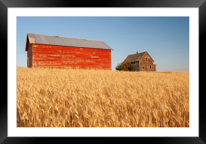 abandoned farm house and barn in wheat field Framed Mounted Print by Dave Reede