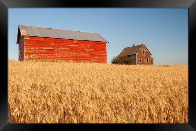 abandoned farm house and barn in wheat field Framed Print by Dave Reede