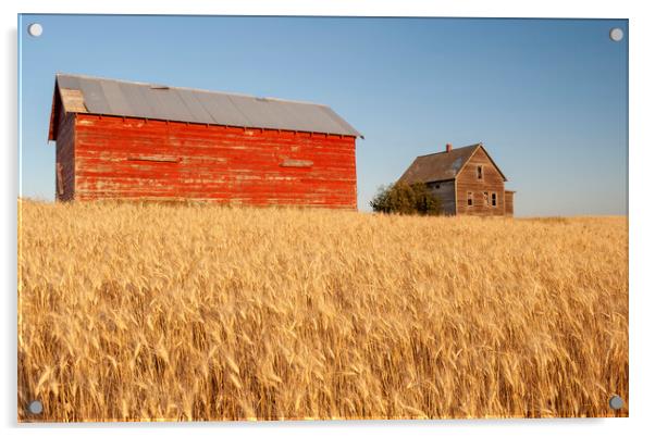 abandoned farm house and barn in wheat field Acrylic by Dave Reede