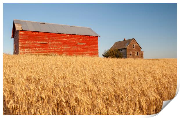 abandoned farm house and barn in wheat field Print by Dave Reede