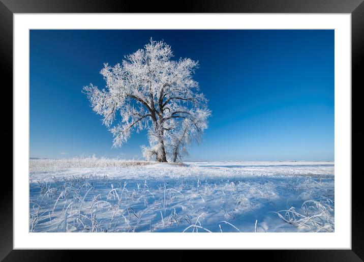 frost covered cottonwood tree Framed Mounted Print by Dave Reede