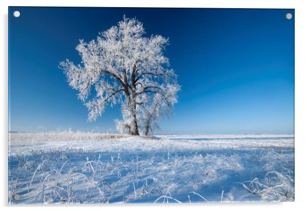 frost covered cottonwood tree Acrylic by Dave Reede