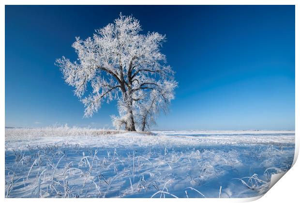 frost covered cottonwood tree Print by Dave Reede