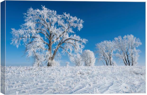 frost covered trees Canvas Print by Dave Reede