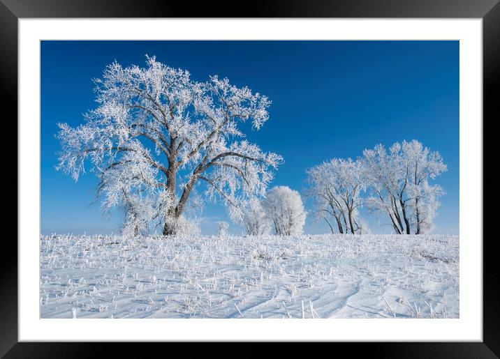 frost covered trees Framed Mounted Print by Dave Reede