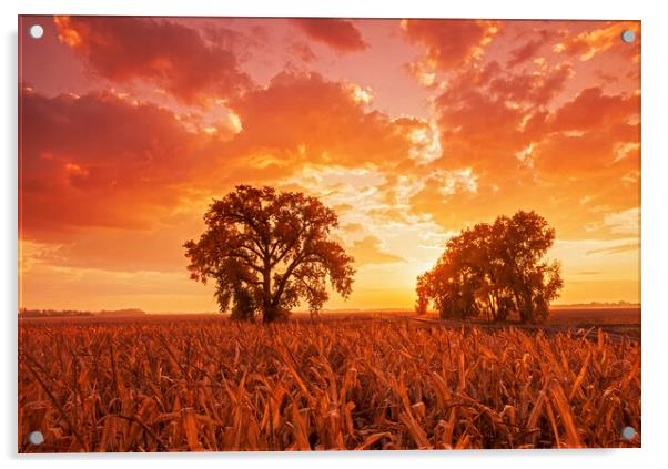 sunrise, cottonwood tree Acrylic by Dave Reede