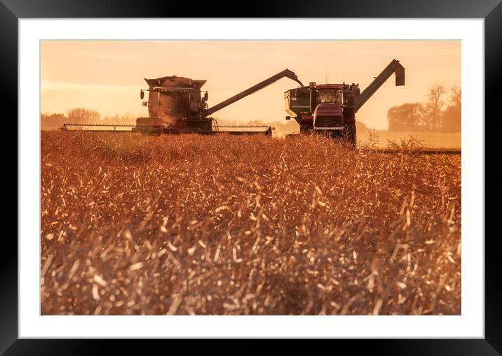 The harvest Framed Mounted Print by Dave Reede