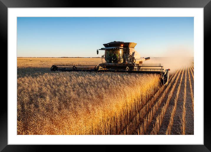 Bumper Canola Crop Framed Mounted Print by Dave Reede