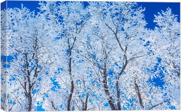 trees covered with hoarfrost#1 Canvas Print by Dave Reede