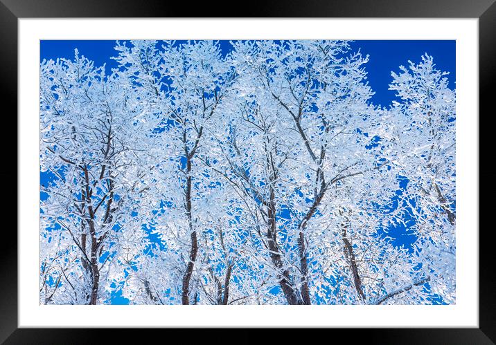 trees covered with hoarfrost#1 Framed Mounted Print by Dave Reede