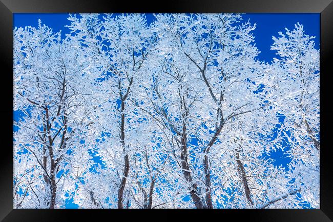 trees covered with hoarfrost#1 Framed Print by Dave Reede
