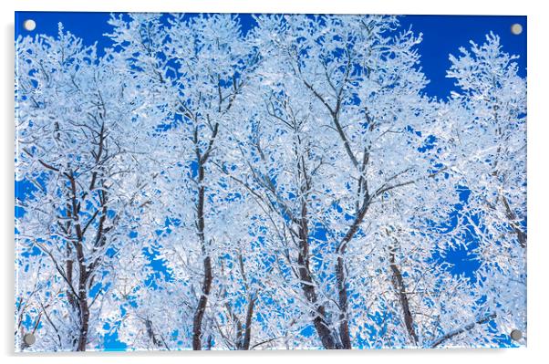 trees covered with hoarfrost#1 Acrylic by Dave Reede
