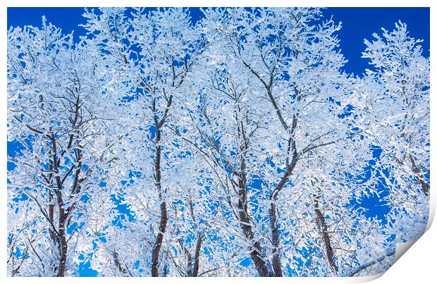 trees covered with hoarfrost#1 Print by Dave Reede