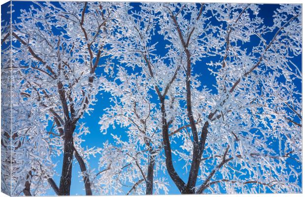 trees covered with hoarfrost#2 Canvas Print by Dave Reede