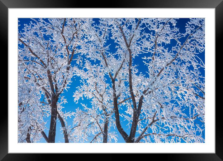 trees covered with hoarfrost#2 Framed Mounted Print by Dave Reede
