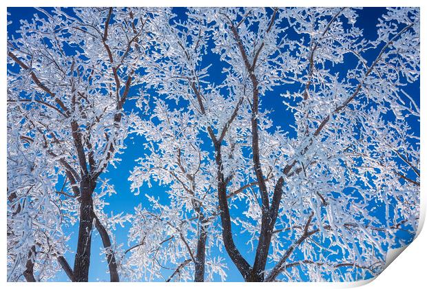trees covered with hoarfrost#2 Print by Dave Reede