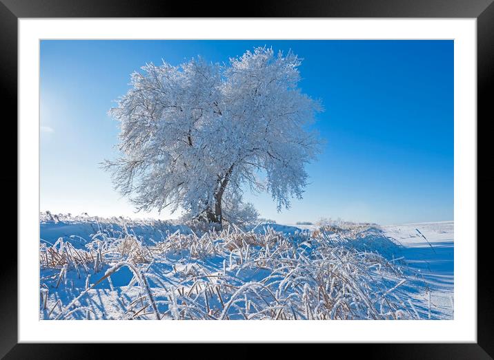 tree covered with hoarfrost Framed Mounted Print by Dave Reede