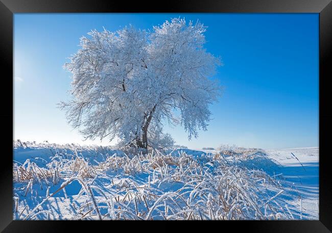 tree covered with hoarfrost Framed Print by Dave Reede