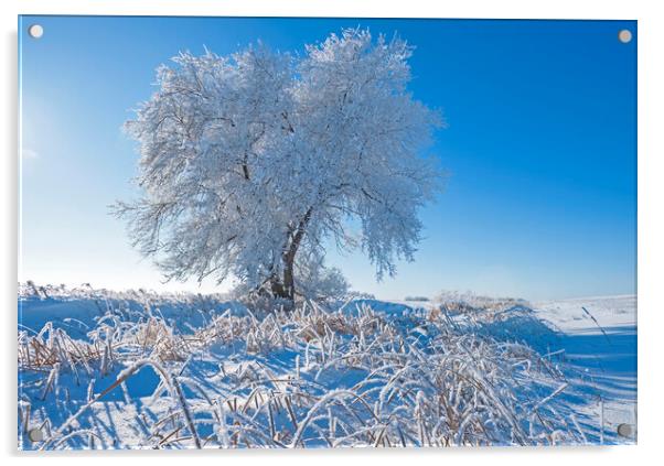 tree covered with hoarfrost Acrylic by Dave Reede