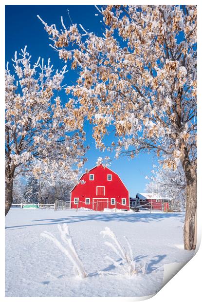Red Barn During Winter Print by Dave Reede
