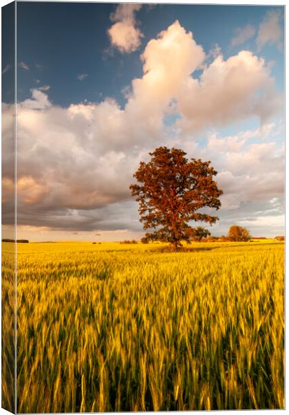oak tree in a field of wheat Canvas Print by Dave Reede