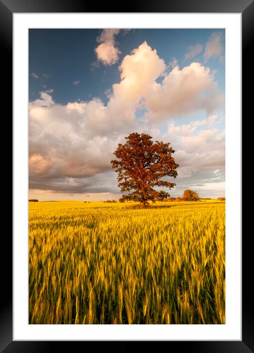 oak tree in a field of wheat Framed Mounted Print by Dave Reede