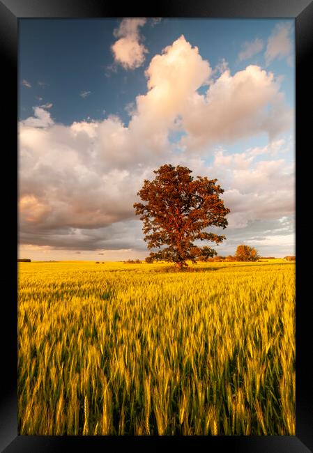 oak tree in a field of wheat Framed Print by Dave Reede