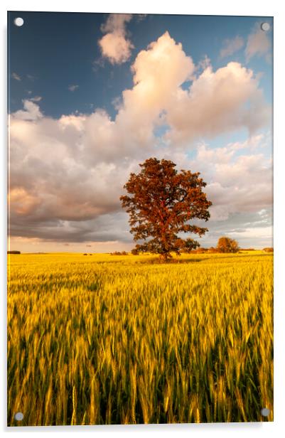 oak tree in a field of wheat Acrylic by Dave Reede