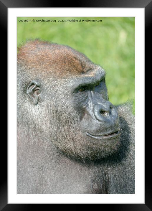 Gorilla Lope Profile Framed Mounted Print by rawshutterbug 