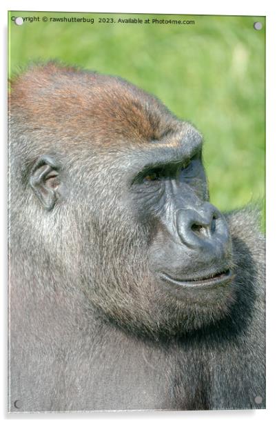 Gorilla Lope Profile Acrylic by rawshutterbug 