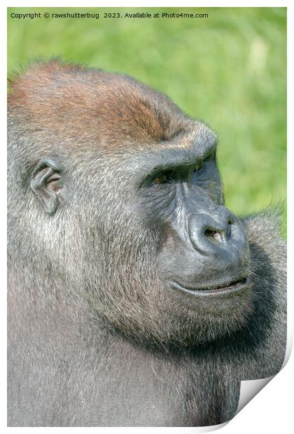 Gorilla Lope Profile Print by rawshutterbug 