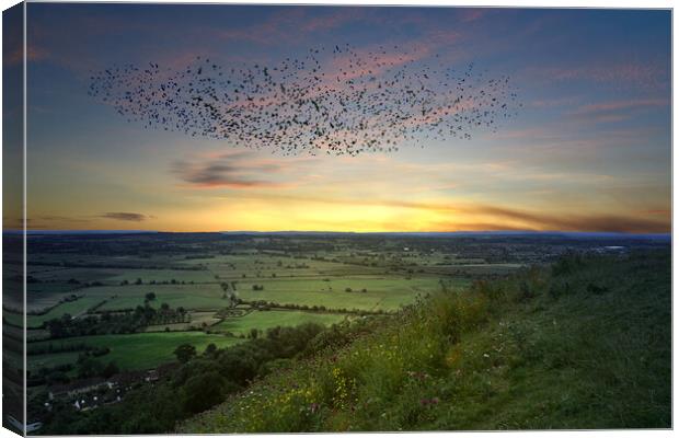 Somerset Levels Starling Murmuration Canvas Print by Alison Chambers