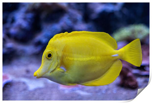 Yellow Tang Zebrasoma Flavescens Fish Print by Artur Bogacki