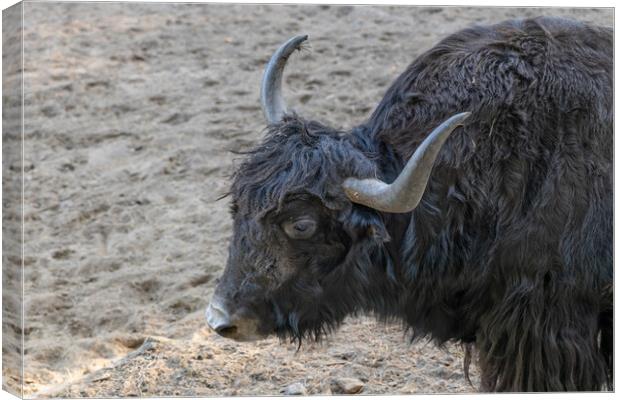 Domestic Yak Bos Grunniens Canvas Print by Artur Bogacki