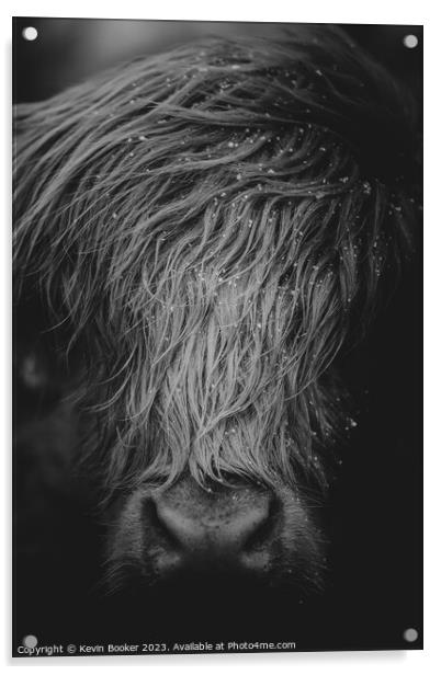 Highland cow portrait  Acrylic by Kevin Booker