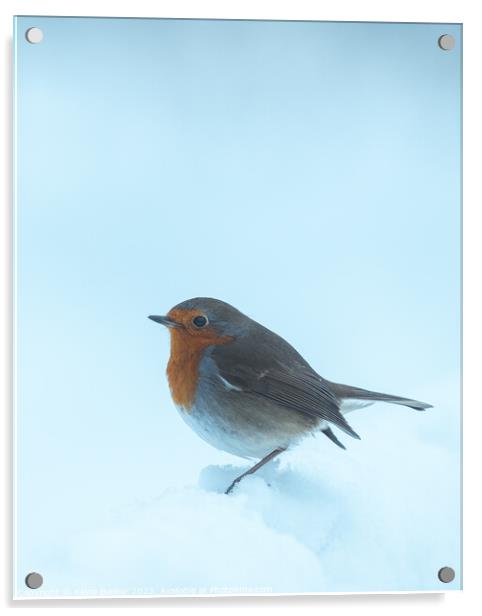 Peak district curious Robin Acrylic by Kevin Booker