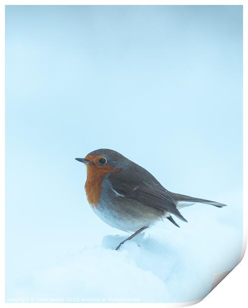 Peak district curious Robin Print by Kevin Booker