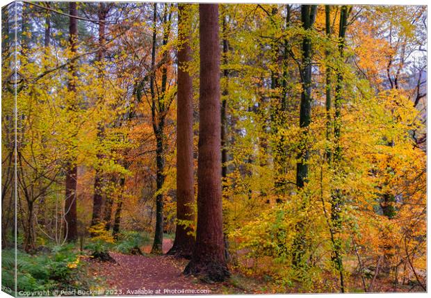 Autumn Trees on Coed Tan Dinas Walk in Snowdonia Canvas Print by Pearl Bucknall