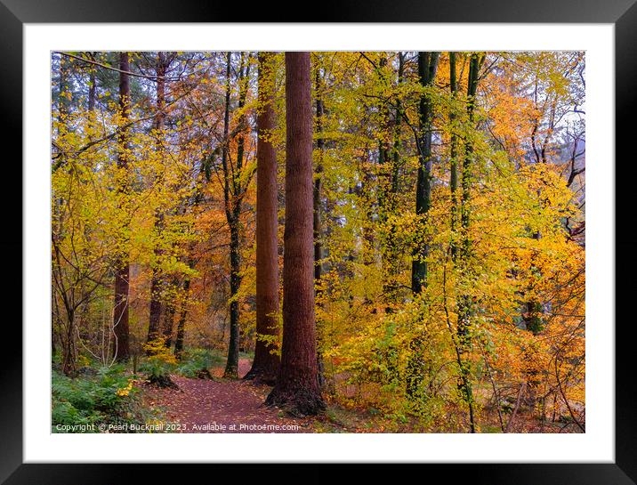 Autumn Trees on Coed Tan Dinas Walk in Snowdonia Framed Mounted Print by Pearl Bucknall