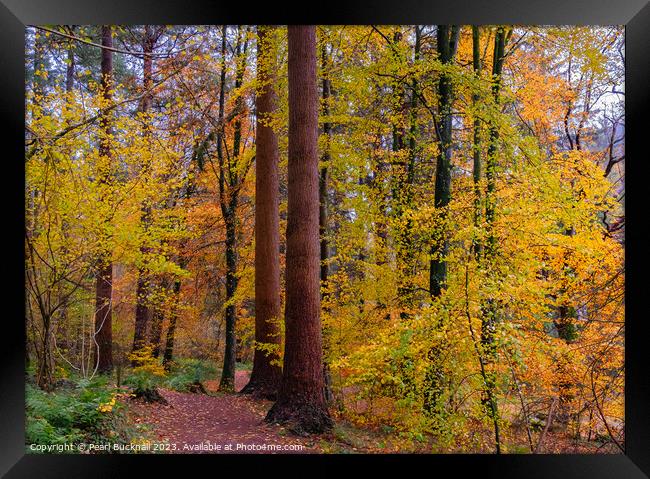 Autumn Trees on Coed Tan Dinas Walk in Snowdonia Framed Print by Pearl Bucknall